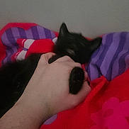 Chairman Meow joined the competition — help win amazing prizes! animal, bed, black_cat, blanket, blurred, cat, comfort, cozy, domestic, feline, hand, holding, indoor, paw, pet, purple, red, resting, soft, striped_blanket