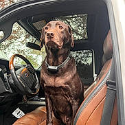 Tucker joined the competition — help win amazing prizes! animal, autumn, brown, canine, car_interior, chocolate_labrador, collar, dashboard, dog, labrador, leather_seat, looking_away, pet, reflection, seatbelt, sitting, steering_wheel, tree, vehicle, window