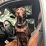 animal, autumn, brown, canine, car_interior, chocolate_labrador, collar, dashboard, dog, labrador, leather_seat, looking_away, pet, reflection, seatbelt, sitting, steering_wheel, tree, vehicle, window