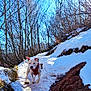 animal, bulldog, canine, dog, grove, land, nature, outdoors, pet, plant, puppy, rock, scenery, sky, snow, tree, vegetation, wilderness, winter, woodland