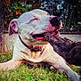 animal, ball, boxer, bulldog, canine, dog, grass, hound, lawn, nature, outdoors, pet, pitbull, plant, puppy, soil, sport, tennis, tennisball, tree