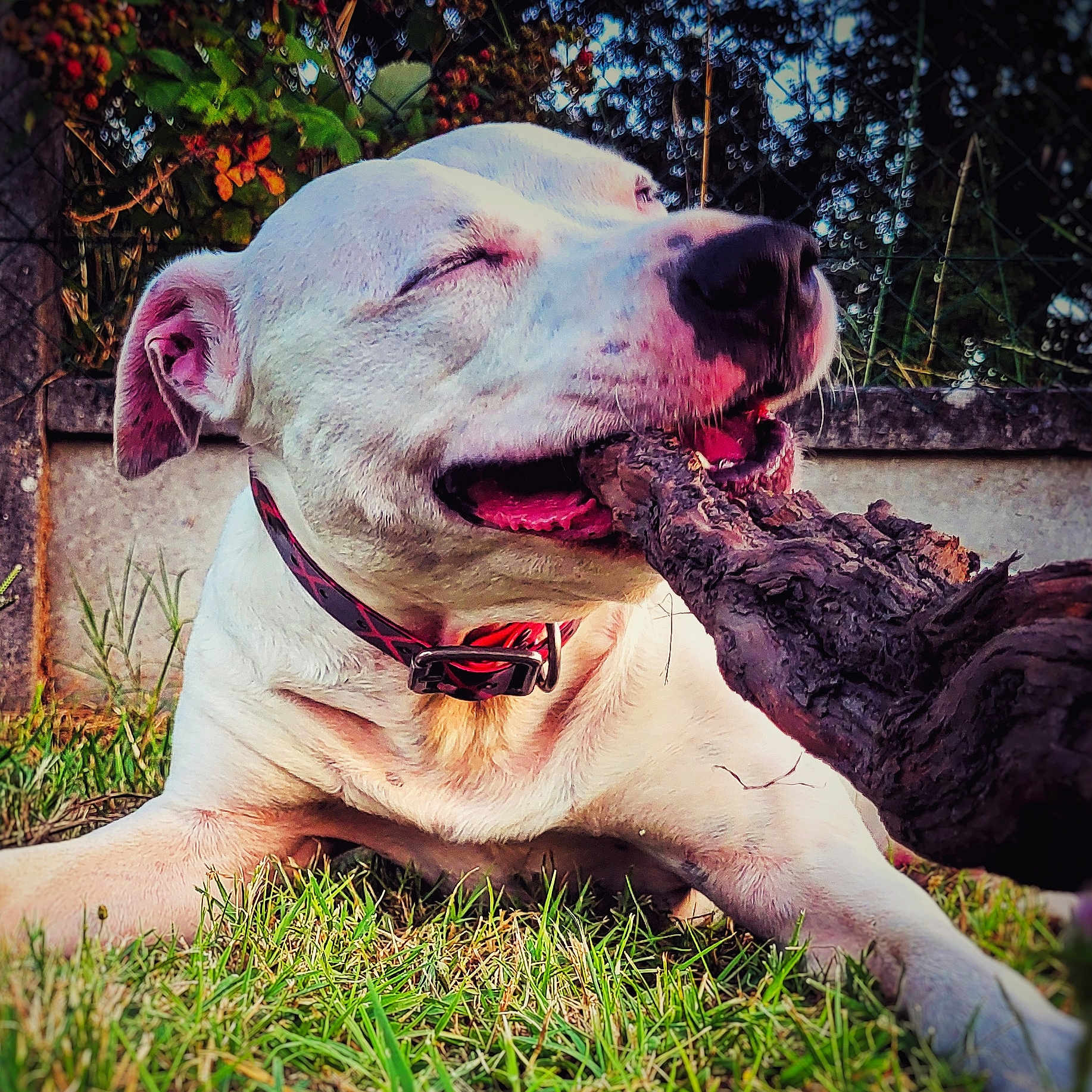 Nox participe au concours pour gagner de l'argent avec cette photo : animal, ball, boxer, bulldog, canine, dog, grass, hound, lawn, nature, outdoors, pet, pitbull, plant, puppy, soil, sport, tennis, tennisball, tree