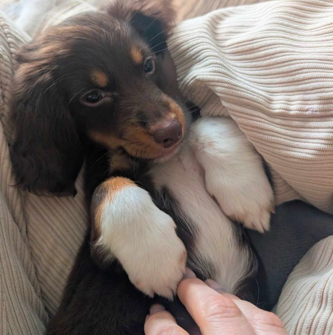 Albert a rejoint le concours — aidez-le/la à gagner de superbes lots ! dog, puppy, paws, blanket, hand, human_hand, fur, brown_fur, white_paws, nose, snout, whiskers, eyes, close_up, cozy, cuddling, bed, textile, portrait, pet