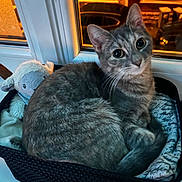 Nina a rejoint le concours — aidez-le/la à gagner de superbes lots ! basket, bedding, big_eyes, cat, close_up, cozy, curiosity, feline, fur, home, indoor, kitten, looking_at_camera, nighttime, pet, plush, soft_toy, tabby_cat, whiskers, window