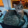 basket, bedding, big_eyes, cat, close_up, cozy, curiosity, feline, fur, home, indoor, kitten, looking_at_camera, nighttime, pet, plush, soft_toy, tabby_cat, whiskers, window