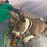 Piglet joined the competition — help win amazing prizes! dog, brown_dog, chewing, bone, collar, blanket, gray_blanket, green_blanket, tent, indoor, resting, pet, animal, canine, fur, paw, snout, ears, cozy, relaxed