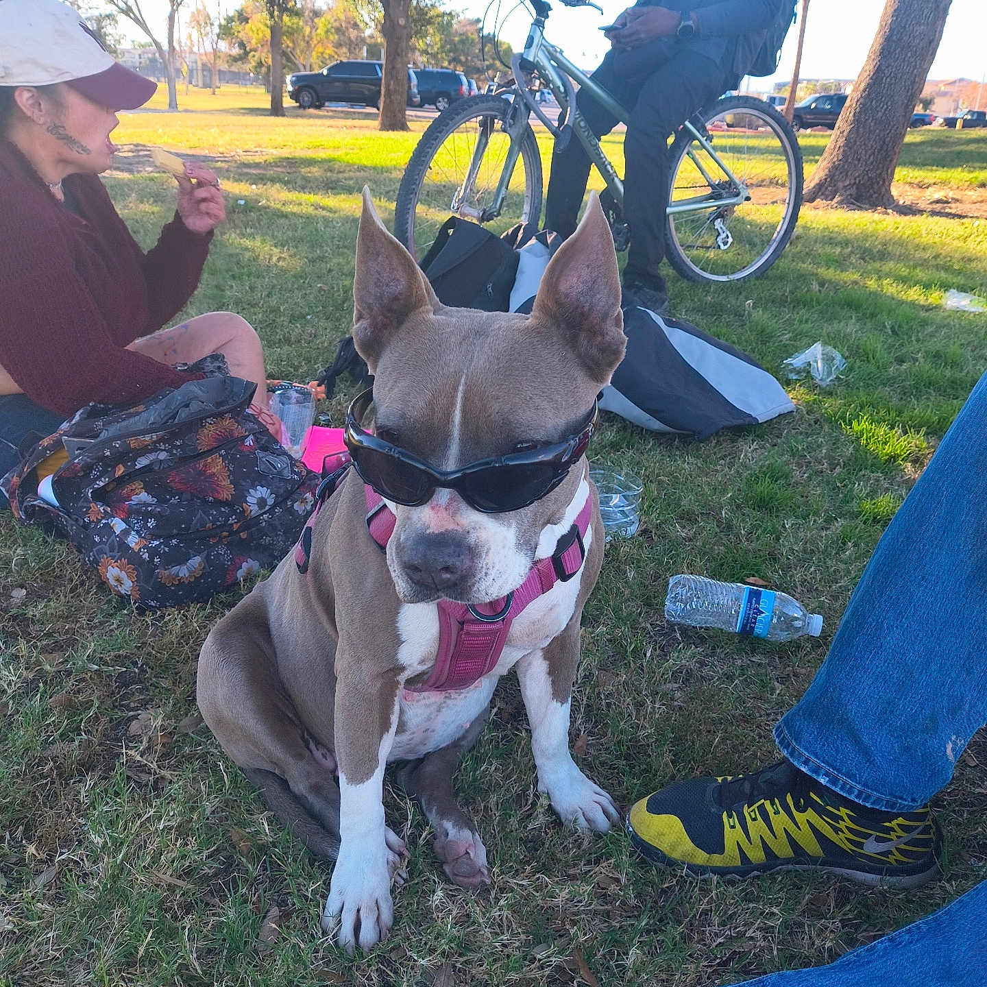 Piglet joined the competition — help win amazing prizes! dog, sunglasses, pink_harness, grass, park, person, bicycle, backpack, tree, water_bottle, shoe, jeans, sunlight, outdoor, relaxing, snack, casual_clothing, tattoo, nature, leisure