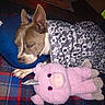 Piglet is registered to the contest to win money with this photo: dog, blanket, plush_toy, pink_unicorn, neck_pillow, sleeping, cozy, indoor, pet, animal, soft_toy, patterned_blanket, plaid_blanket, resting, cute, domestic, fur, ears, comfort, bedtime