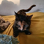 Molly participe au concours pour gagner de l'argent avec cette photo : cat, tortoiseshell, bed, yellow_bedspread, indoor, furniture, toy, animal, pet, feline, curious, walking, shadow, soft_light, cozy, closeup, blurred, whiskers, ears, tail