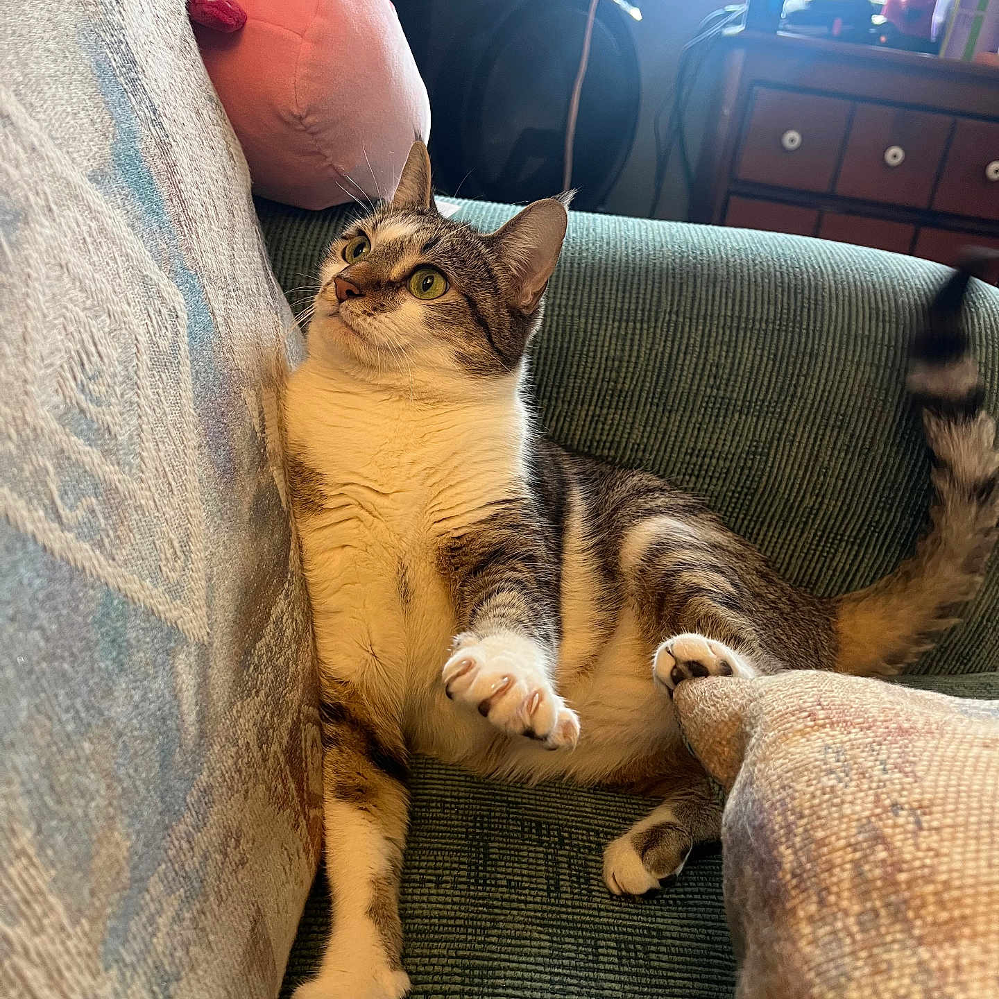 Dora joined the competition — help win amazing prizes! cat, tabby_cat, green_eyes, couch, indoor, curious, stretching, paw, cushion, plush_toy, window_blinds, wooden_dresser, furniture, pet, animal, relaxing, cozy, domestic, living_room, soft_light