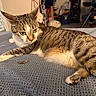 Dora joined the competition — help win amazing prizes! cat, tabby_cat, pet, indoor, blanket, fur, whiskers, paw, resting, curious, feather, cozy, furniture, home, animal, mammal, cute, relaxed, striped, closeup