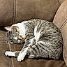 Dora joined the competition — help win amazing prizes! cat, tabby_cat, sleeping, curled_up, feline, indoor, couch, brown_couch, furniture, pet, domestic_animal, resting, fur, whiskers, paw, sunlight, relaxation, cozy, quiet, comfortable