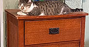 Dora is registered to the contest to win money with this photo: cat, tabby, sleeping, wooden_furniture, nightstand, fish_tank, indoor, tile_floor, relaxing, pet, animal, resting, home, quiet, peaceful, feline, domestic_cat, two_drawers, brown, white