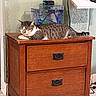 cat, tabby, sleeping, wooden_furniture, nightstand, fish_tank, indoor, tile_floor, relaxing, pet, animal, resting, home, quiet, peaceful, feline, domestic_cat, two_drawers, brown, white