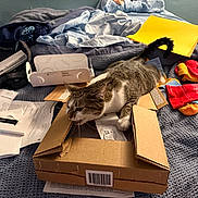 Dora joined the competition — help win amazing prizes! cat, tabby_cat, cardboard_box, bed, blanket, clothing, socks, paper, package, messy, indoor, feline, pet, curious, resting, domestic_animal, fabric, window, cardboard, household