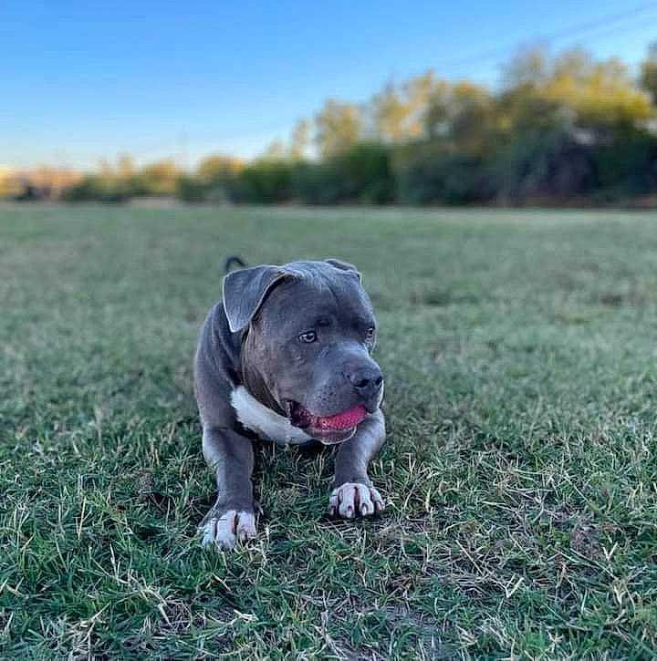 Stanky is registered to the contest to win money with this photo: canidae, carnivore, companion_dog, dog, dog_breed, fawn, grass, grassland, landscape, lawn, molosser, pasture, plant, prairie, sky, snout, soil, sporting_group, tail, tree