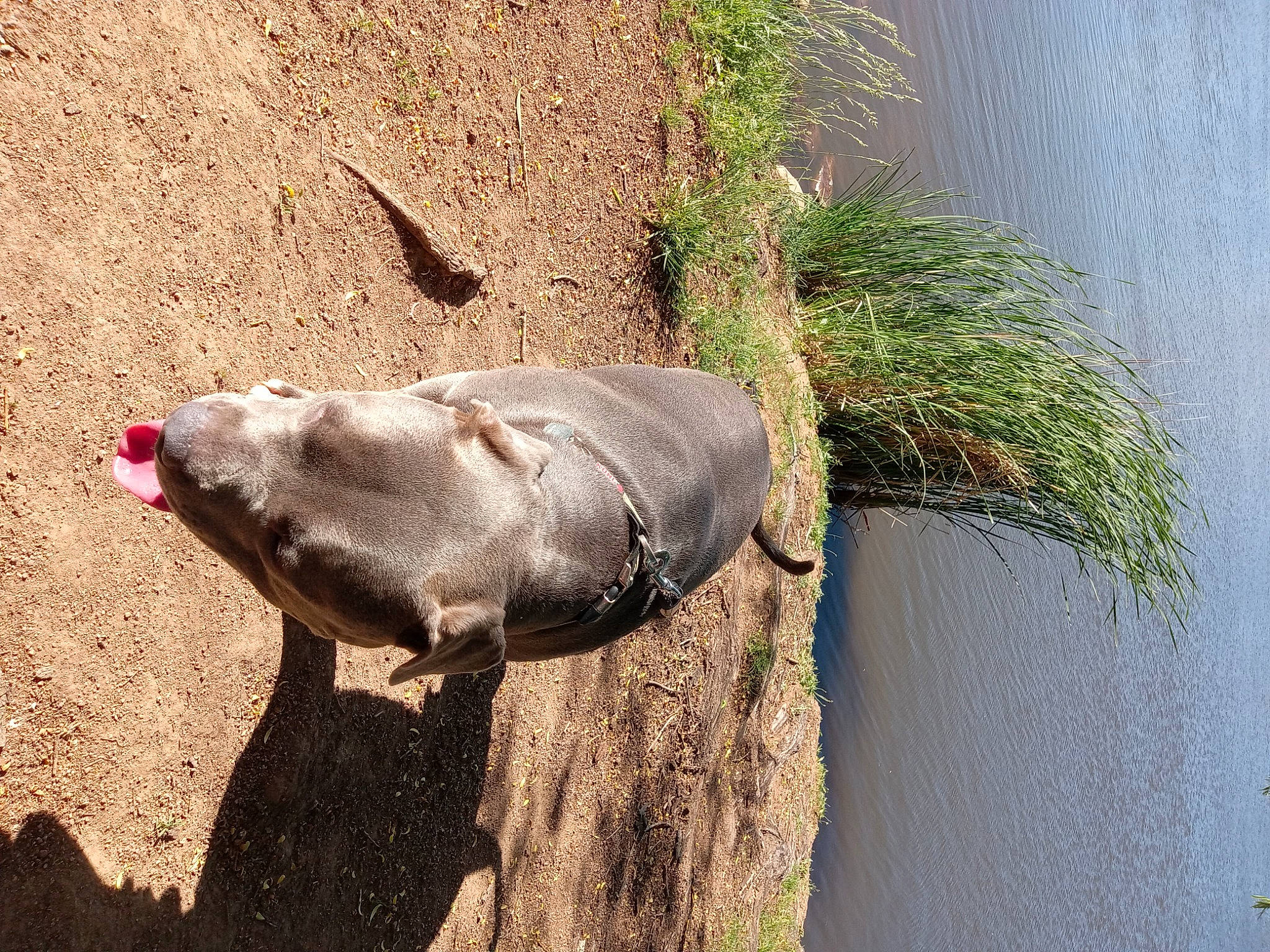 Stanky is registered to the contest to win money with this photo: bearded_seal, grass, marine_mammal, plant, safari, seal, snout, soil, terrestrial_animal, water, wildlife, zoo