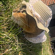 Sophia is registered to the contest to win money with this photo: cat, grass, hat, floral_clothing, outdoor, sunshine, brick_wall, pet, animal, cute, whiskers, greenery, curious, feline, nature, daylight, portrait, mammal, domestic_animal, costume
