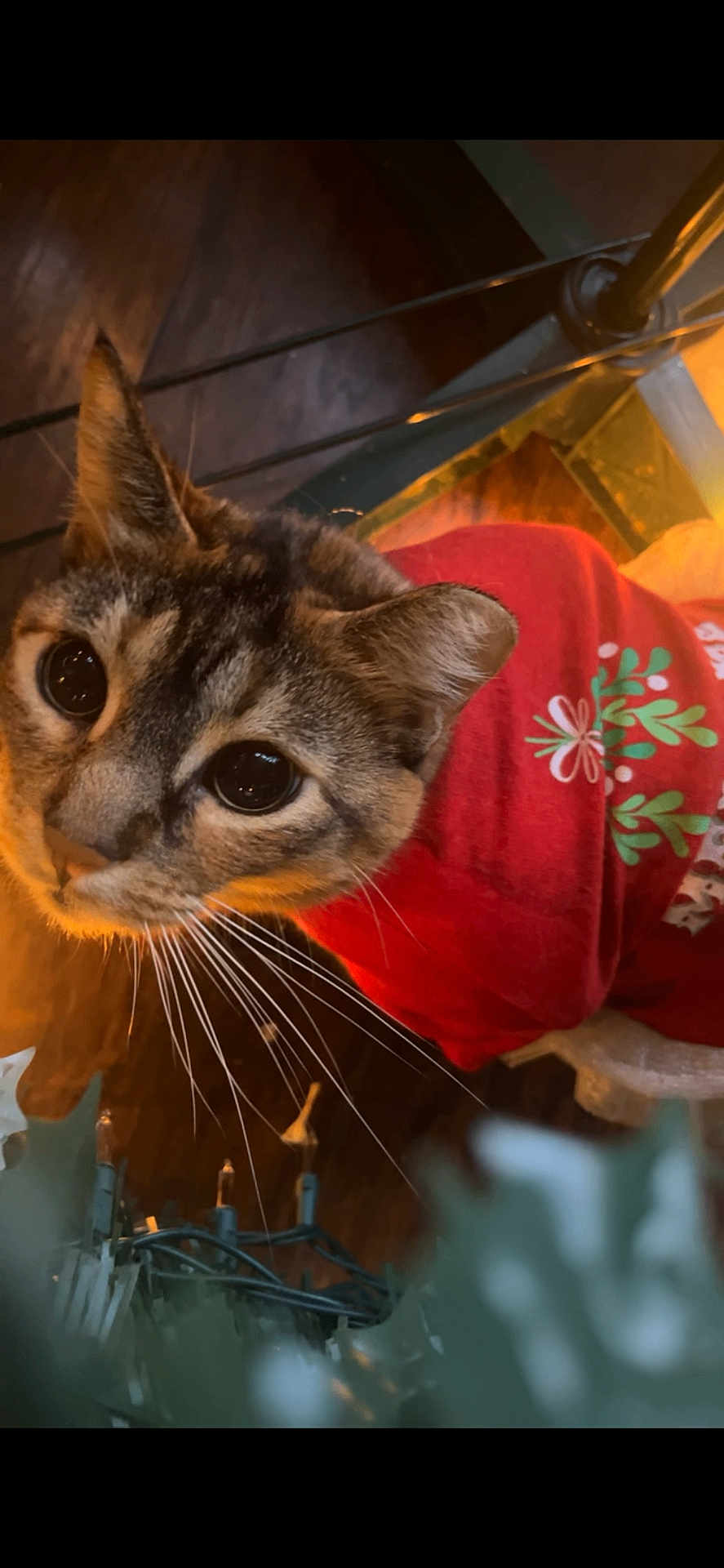 Sophia is registered to the contest to win money with this photo: cat, animal, pet, feline, indoor, red_sweater, whiskers, curious, closeup, face, eyes, holiday, decoration, warm_lighting, wooden_floor, domestic, cute, fur, portrait, cozy