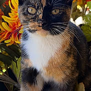 Callie is registered to the contest to win money with this photo: cat, calico_cat, pet, animal, feline, portrait, sitting, outdoor, flowers, orange_flowers, yellow_flowers, garden, foliage, whiskers, ears, eyes, fur, black_fur, white_chest, sunlight