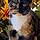 Callie