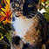 Callie