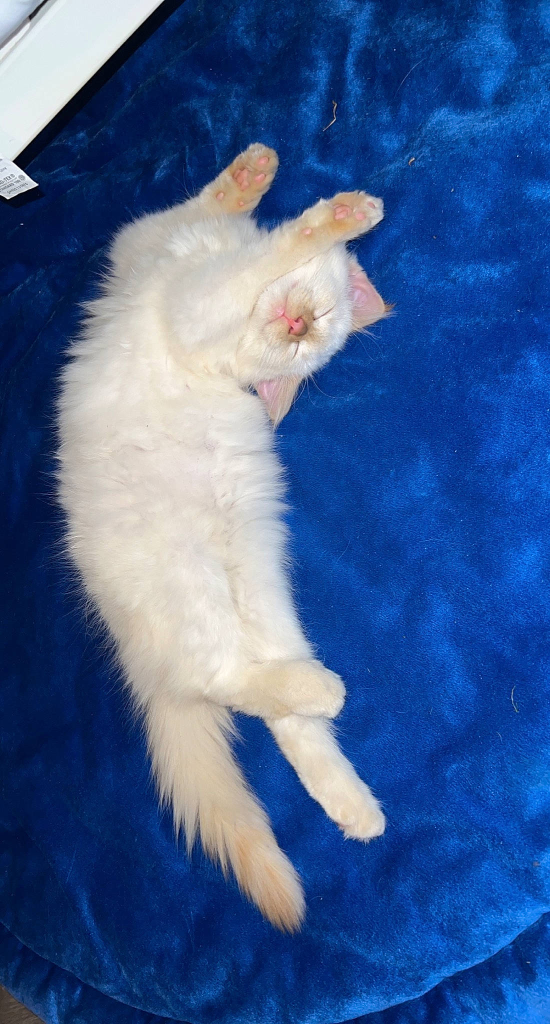 Poot is registered to the contest to win money with this photo: canidae, carnivore, cat, claw, companion_dog, dog_breed, electric_blue, fang, fawn, felidae, flooring, foot, fur, paw, small_to_medium_sized_cats, sporting_group, tail, terrestrial_animal, whiskers