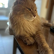 Orson a rejoint le concours — aidez-le/la à gagner de superbes lots ! animal, calm, cat, closeup, domestic, feline, fluffy, fur, household, indoor, natural_light, orange_cat, paw, pet, portrait, relaxed, side_view, table, whiskers, wood