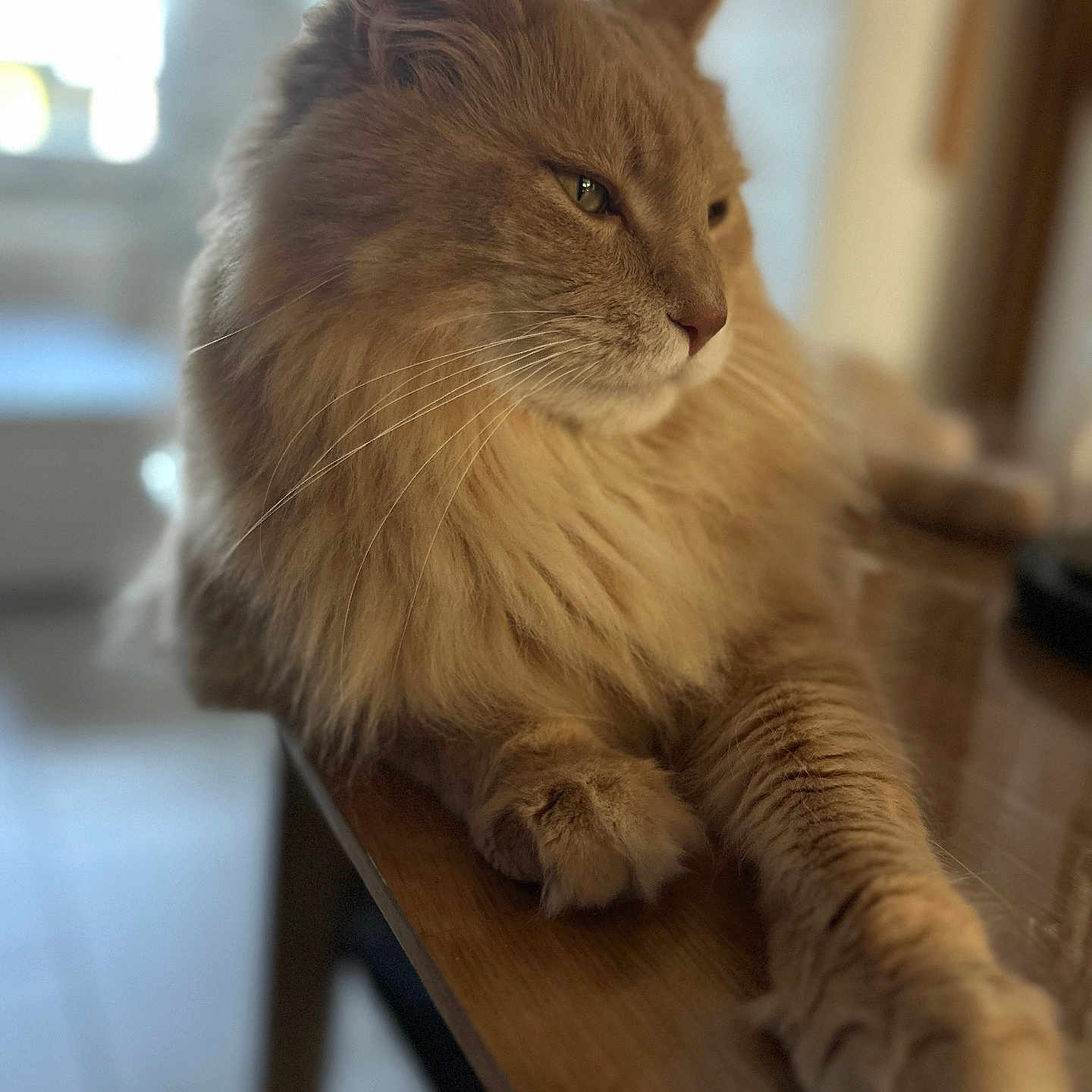 Orson a rejoint le concours — aidez-le/la à gagner de superbes lots ! animal, calm, cat, closeup, domestic, feline, fluffy, fur, household, indoor, natural_light, orange_cat, paw, pet, portrait, relaxed, side_view, table, whiskers, wood