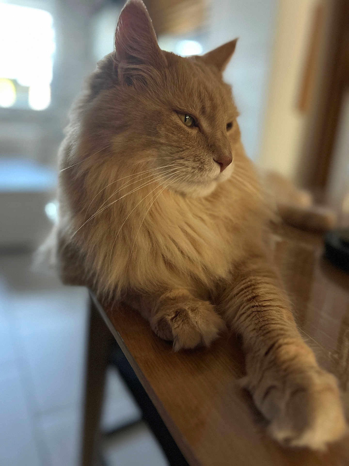 Orson a rejoint le concours — aidez-le/la à gagner de superbes lots ! animal, calm, cat, closeup, domestic, feline, fluffy, fur, household, indoor, natural_light, orange_cat, paw, pet, portrait, relaxed, side_view, table, whiskers, wood