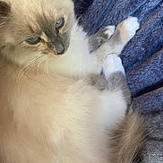 Faye joined the competition — help win amazing prizes! cat, fluffy, blue_eyes, pet, animal, feline, resting, blanket, cozy, soft, fur, cute, indoor, relaxed, closeup, whiskers, paw, lying_down, domestic_animal, sleepy