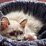 Faye is registered to the contest to win money with this photo: cat, fluffy, pet, indoor, cozy, bed, feline, paw, curious, relaxed, cute, ears, whiskers, soft, animal, domestic, resting, fur, closeup, home