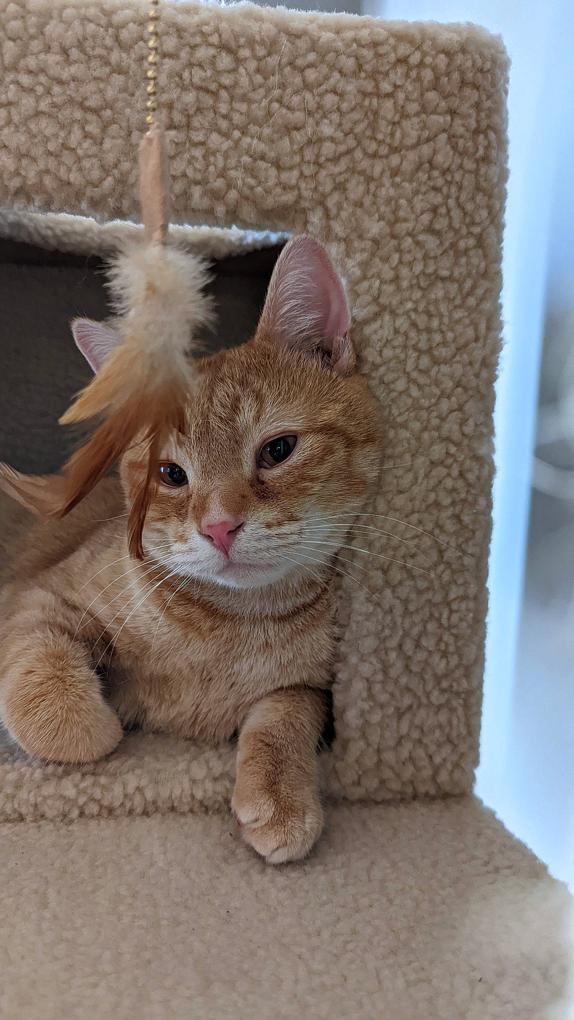 Dutton is registered to the contest to win money with this photo: carnivore, cat, claw, domestic_short_haired_cat, fawn, felidae, foot, fur, paw, sitting, small_to_medium_sized_cats, tail, terrestrial_animal, toy, whiskers, wildlife, wood