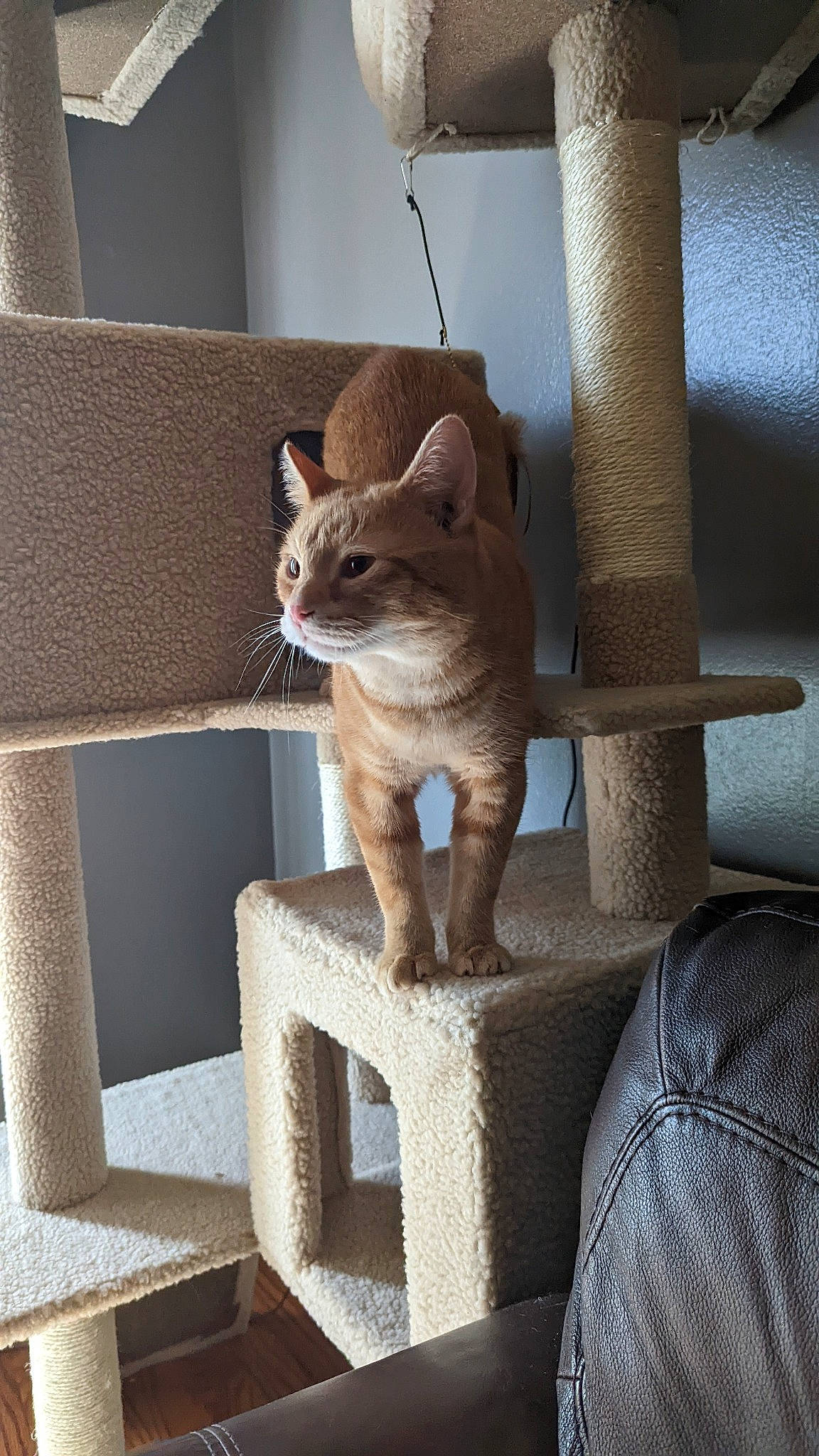 Dutton is registered to the contest to win money with this photo: carnivore, cat, cat_supply, comfort, domestic_short_haired_cat, fawn, felidae, fur, grey, line, outdoor_furniture, pet_supply, sitting, small_to_medium_sized_cats, snout, stairs, tail, whiskers, window, wood