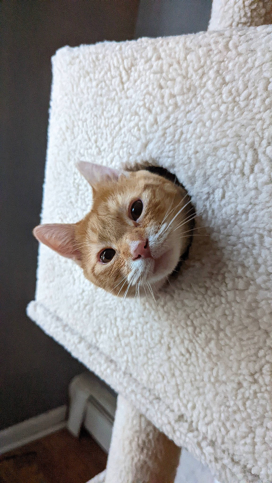 Dutton is registered to the contest to win money with this photo: carnivore, cat, cat_supply, domestic_short_haired_cat, fawn, felidae, fur, linens, paw, plant, room, small_to_medium_sized_cats, tail, whiskers, window, wood