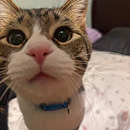 Waffle is registered to the contest to win money with this photo: cat, closeup, pet, whiskers, pink_nose, curious, fur, collar, indoor, bed, blanket, feline, animal, cute, portrait, tabby, domestic_cat, ears, bedroom