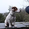 puppy, dog, outdoor, stone, ledges, greenery, fog, collar, pet, animal, side_view, sitting, nature, curious, young_dog, canine, ears, snout, paw, person_arm