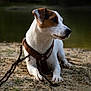 Vinci a rejoint le concours — aidez-le/la à gagner de superbes lots ! dog, jack_russell_terrier, sand, outdoor, water, harness, pet, animal, canine, brown, white, stick, nature, grass, side_view, alert, curious, laying_down, close_up, daytime