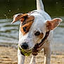 Vinci a rejoint le concours — aidez-le/la à gagner de superbes lots ! dog, tennis_ball, water_droplets, sand, beach, lake, animal, pet, playful, outdoor, water, canine, collar, white, brown, wet, motion, active, nature, closeup