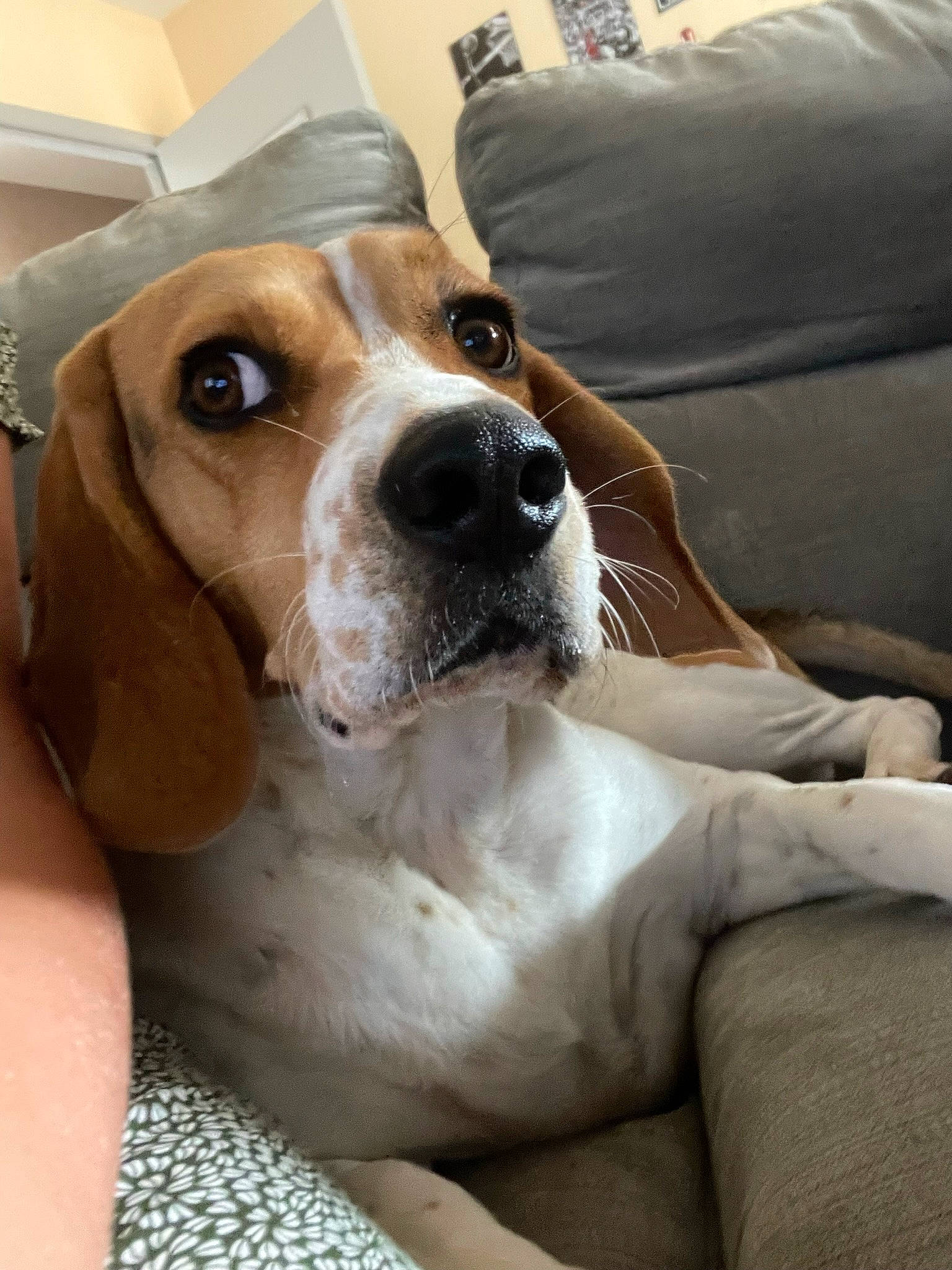 Sally participe au concours pour gagner de l'argent avec cette photo : beagle, canidae, carnivore, collar, comfort, companion_dog, couch, dog, dog_breed, ear, fawn, finnish_hound, hound, hunting_dog, scent_hound, sleeper_chair, snout, sporting_group, whiskers, working_animal