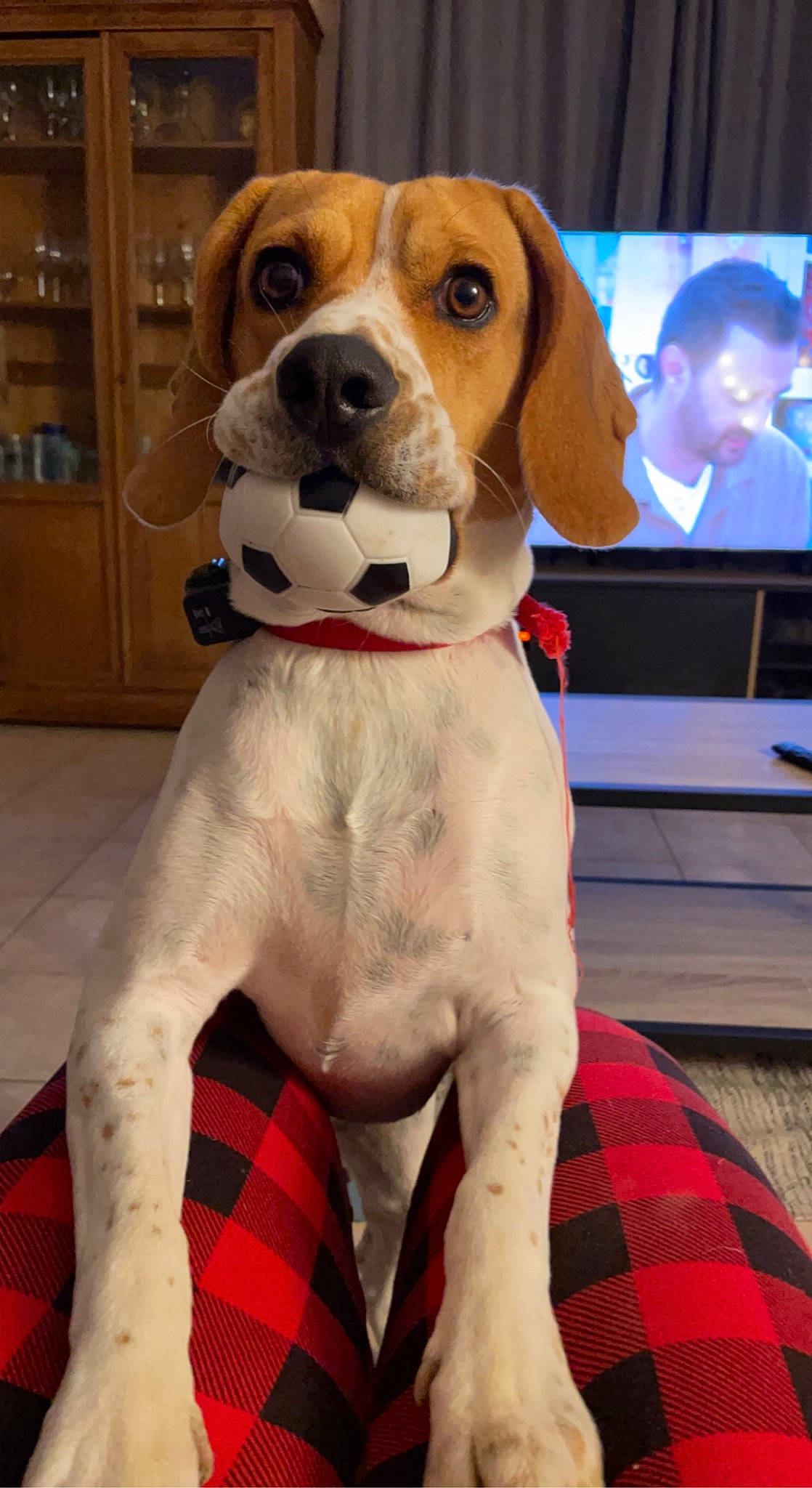 Sally participe au concours pour gagner de l'argent avec cette photo : cabinetry, canidae, carnivore, collar, companion_dog, dog, dog_breed, dog_supply, event, fawn, flooring, fur, hound, pattern, pet_supply, plaid, snout, sporting_group, tartan, working_animal