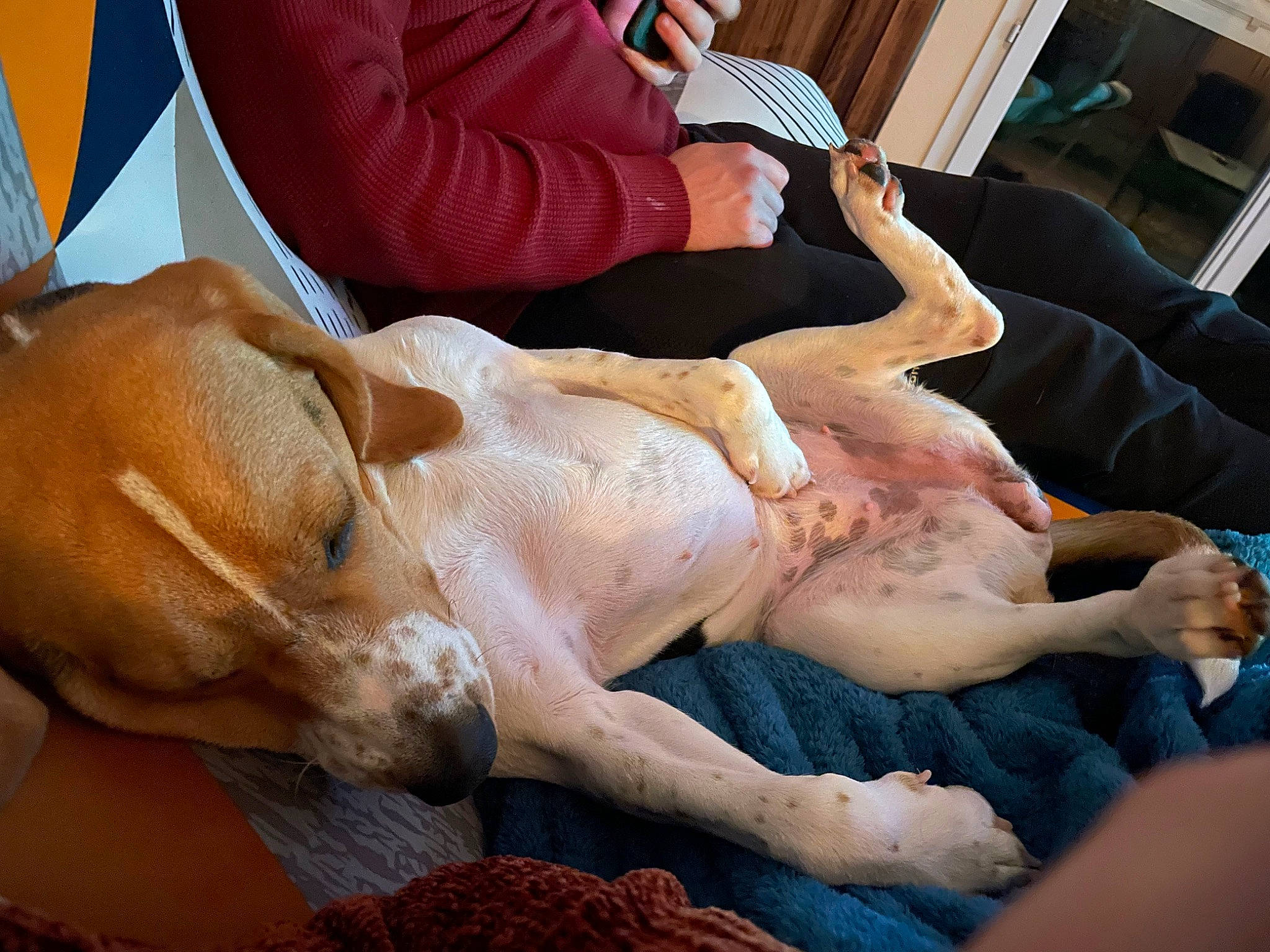 Sally a rejoint le concours — aidez-le/la à gagner de superbes lots ! canidae, carnivore, comfort, companion_dog, dog, dog_breed, elbow, event, fawn, flesh, foot, fur, human_leg, knee, mammal, nap, sporting_group, thigh, working_animal, wrist