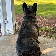 Taz is registered to the contest to win money with this photo: dog, brindle, porch, concrete, grass, outdoor, pet, animal, ears, back, sunlight, nature, yard, quiet, still, watching, canine, daylight, wood, post