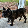 Taz is registered to the contest to win money with this photo: dog, french_bulldog, brindle, pet, animal, outdoor, porch, concrete, ears, standing, alert, wrinkles, face, sunlight, garden, mulch, background, canine, side_view, domestic_animal