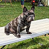 dog, french_bulldog, table, grass, boy, green_shirt, backyard, fence, toy, child, outdoor, lawnmower, garden_tools, pet, animal, summer, play, bench, wooden_fence, nature