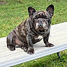 Taz is registered to the contest to win money with this photo: dog, french_bulldog, brindle, pet, animal, outdoor, grass, picnic_table, bench, backyard, canine, sitting, fur, ears, face, expression, nature, daylight, leisure, domestic