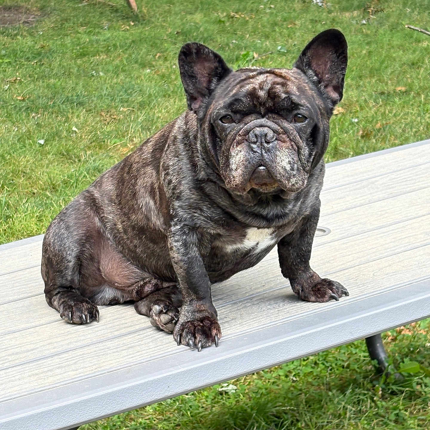 Taz