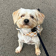 Milo is registered to the contest to win money with this photo: dog, small_dog, leash, bandana, pavement, outdoor, pet, animal, cute, fur, white_fur, brown_ears, sitting, looking_up, collar, walking, companion, friendly, adorable, pet_accessory