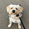 dog, small_dog, leash, bandana, pavement, outdoor, pet, animal, cute, fur, white_fur, brown_ears, sitting, looking_up, collar, walking, companion, friendly, adorable, pet_accessory