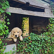 Lia participe au concours pour gagner de l'argent avec cette photo : puppy, golden_retriever, dog, wooden_structure, ivy, greenery, plants, outdoor, nature, rustic, cute, animal, pet, leaves, tree, bark, window, vines, adorable, young